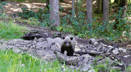 Gorski Kotar en famille