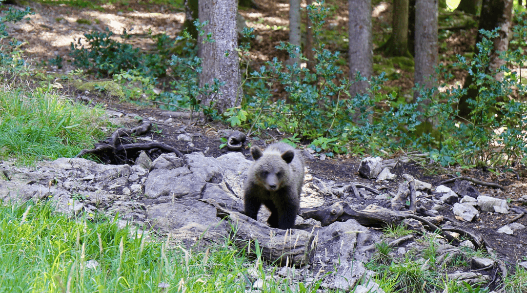 Gorski Kotar en famille