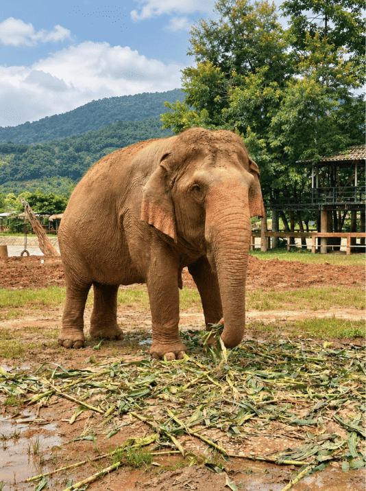 IMG_1865_2 L'Elephant Nature Park à Chiang Mai