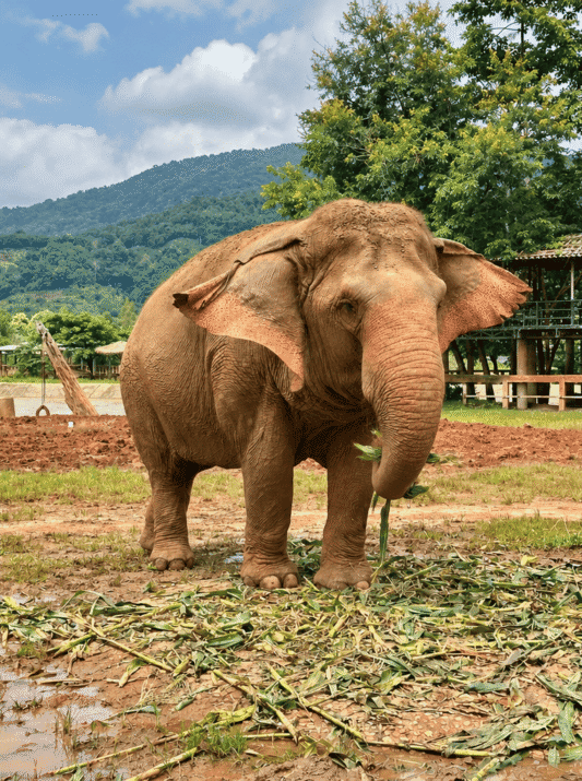 IMG_1867_2 L'Elephant Nature Park à Chiang Mai