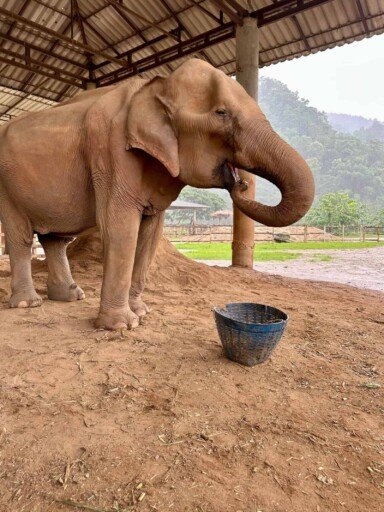 IMG_1891 L'Elephant Nature Park à Chiang Mai