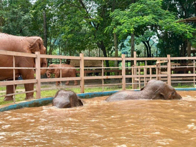 IMG_1908 L'Elephant Nature Park à Chiang Mai