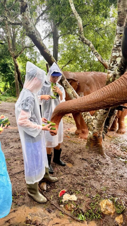 IMG_3920 L'Elephant Nature Park à Chiang Mai