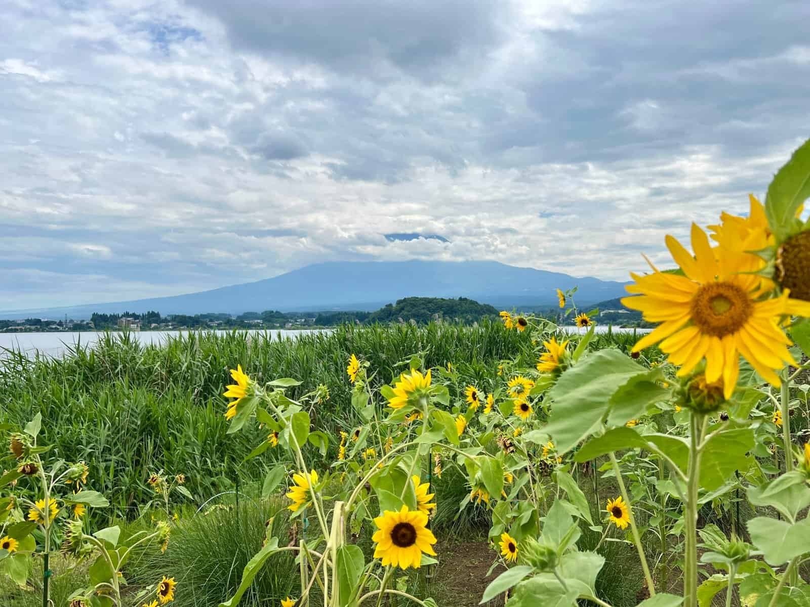 le mont Fuji à l'arrêt 20 de la ligne rouge à Kawaguchico