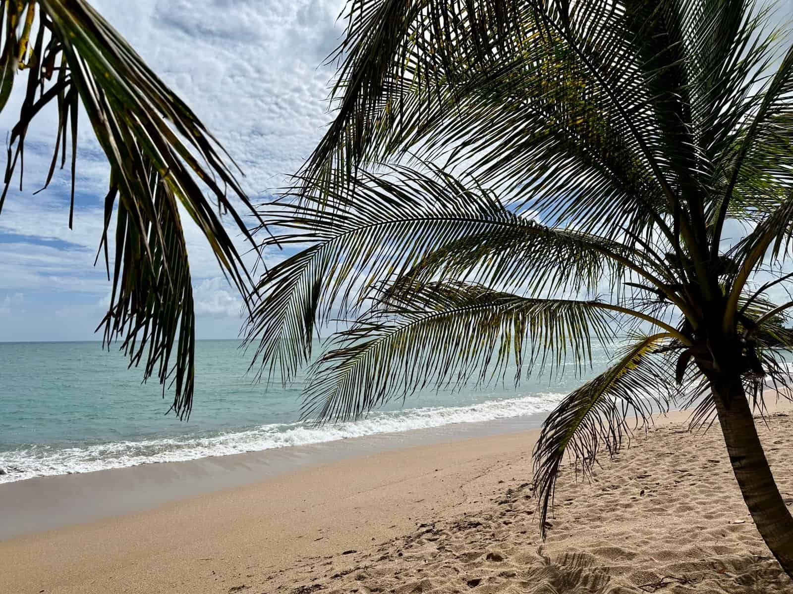 Plage des Amandiers à Basse Terre