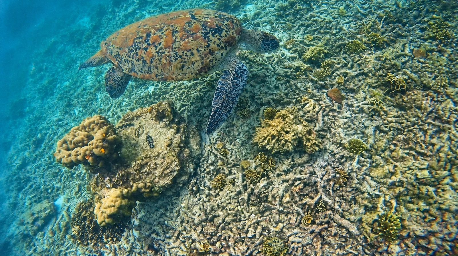 Shark Bay à Koh Tao