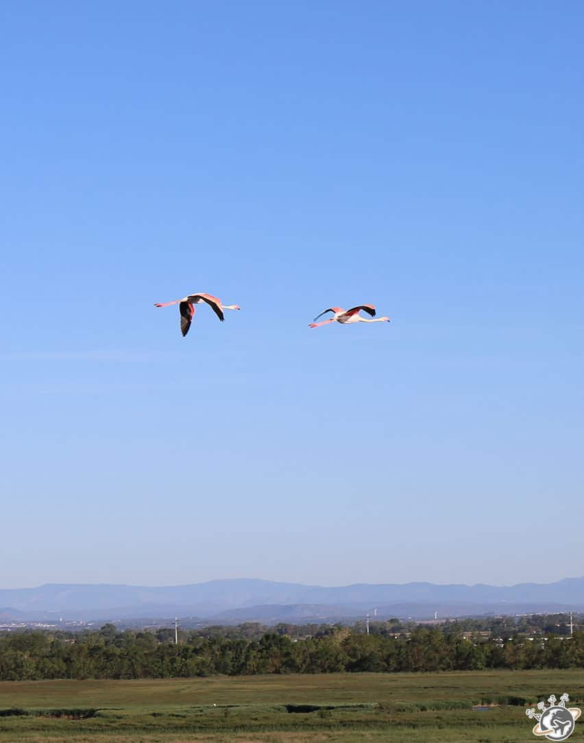 Les flamants roses d'Aigues Mortes