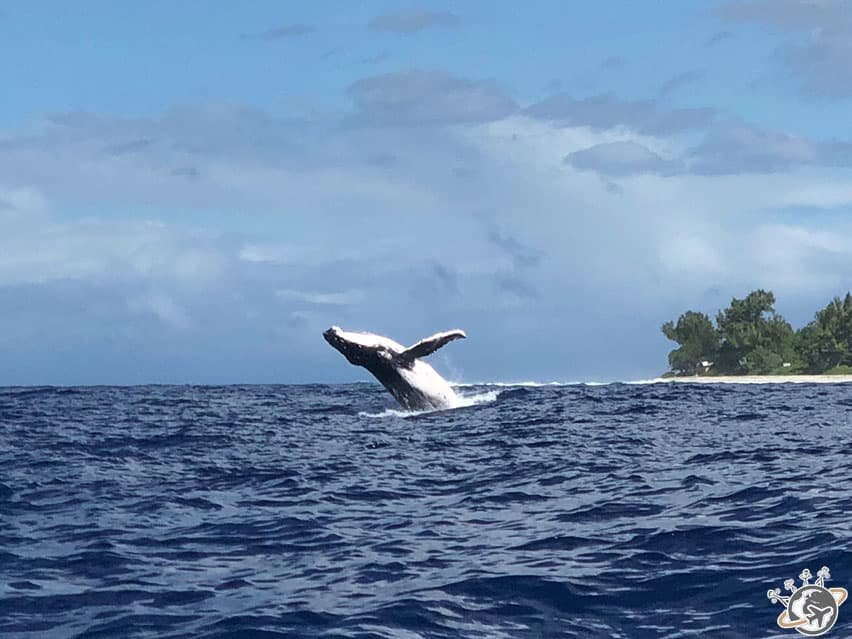 la merveilleuse baleine à bosse