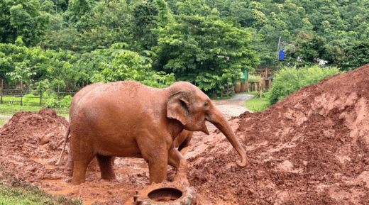 Chiang Mai en famille