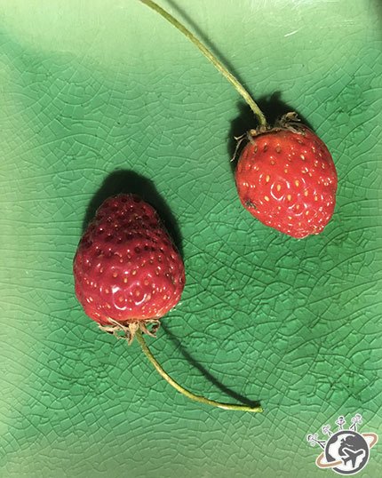 Elles sont belles mes fraises