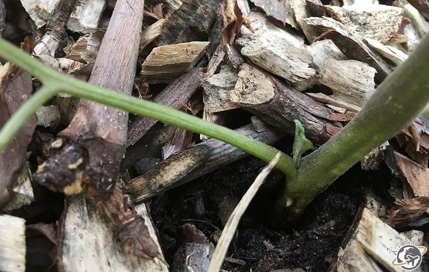 Le gourmand entre 2 tiges, à bannir