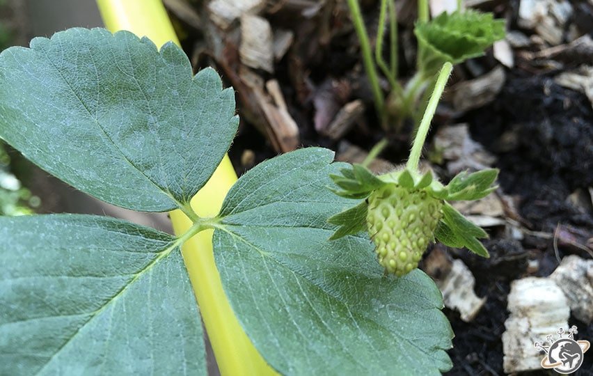 Les différents stades de floraison de la fraise