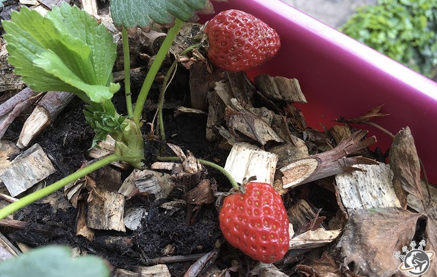 Les différents stades de floraison de la fraise
