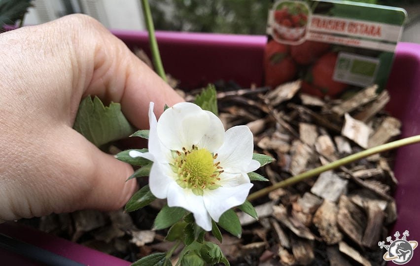 Les différents stades de floraison de la fraise
