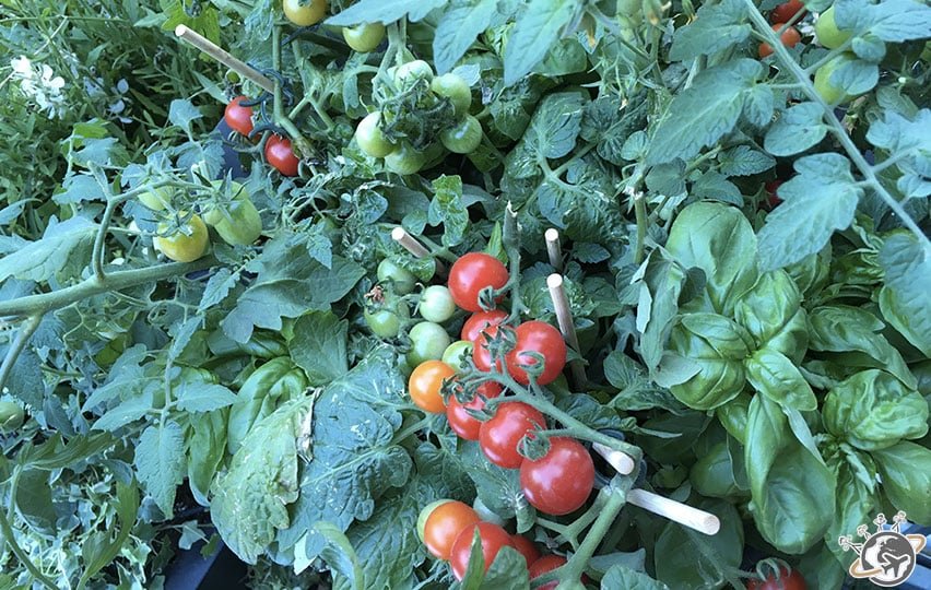 Un jardin vertical