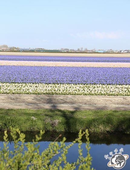 Les champs de tulipes en face de Keukenhof, pas mal non plus 