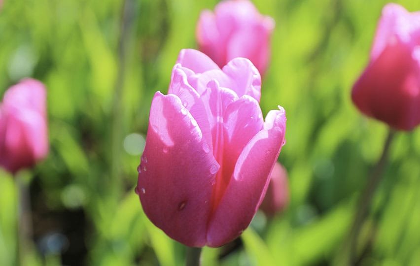 Les fleurs roses sont les plus belles de Keukenhof