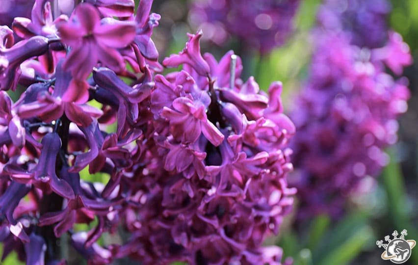 Une belle violette en macro à Keukenhof