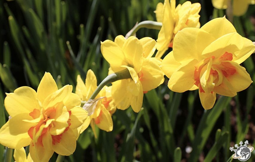 Une belle fleur jaune à Keukenhof