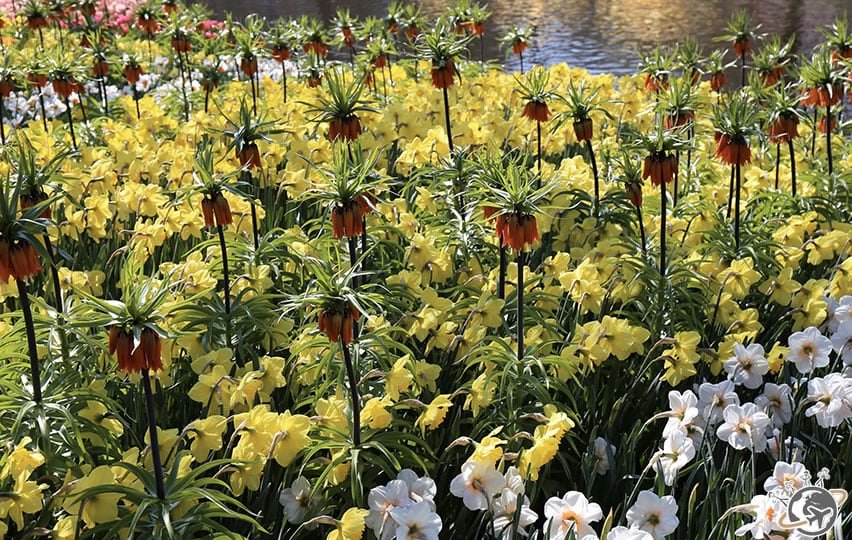 Les fleurs jaunes de Keukenhof