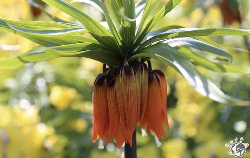 Une bien belle fleur orange à Keukenhof