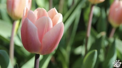 Une jolie fleur à Keukenhof