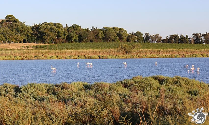 Flamant rose à Maguelone