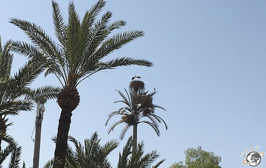 un nid de cigognes à Marrakech