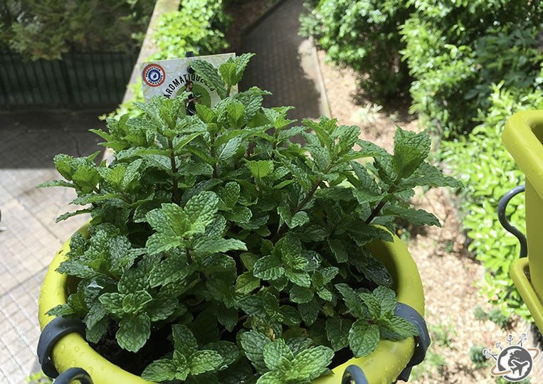 La belle menthe