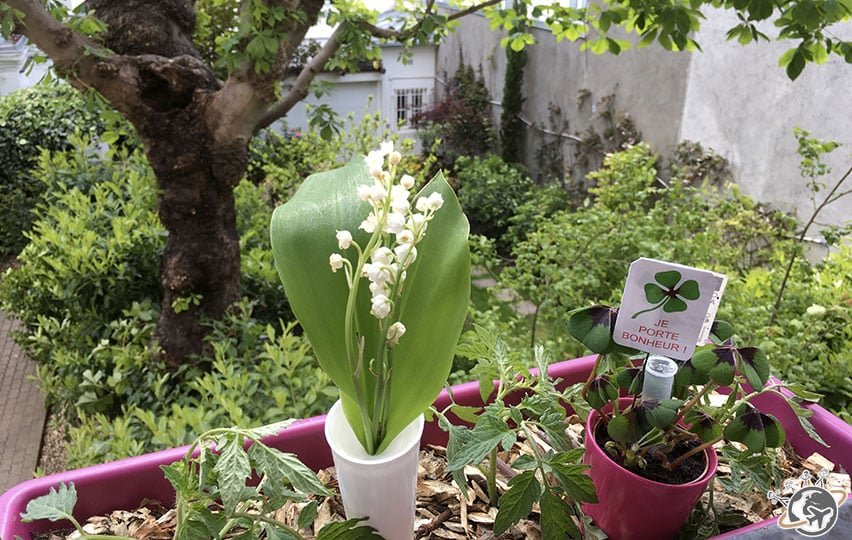 Muguet et trèfles à 4 feuilles