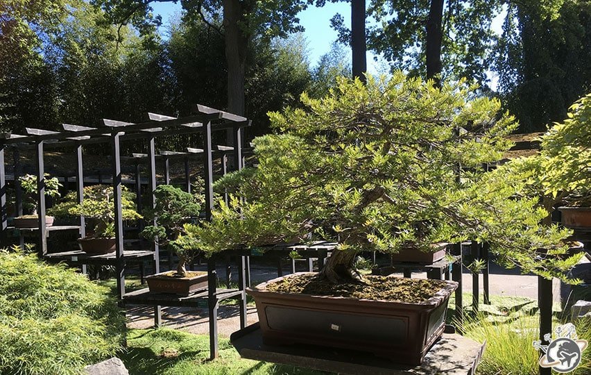 La collection de bonsais du Parc Floral
