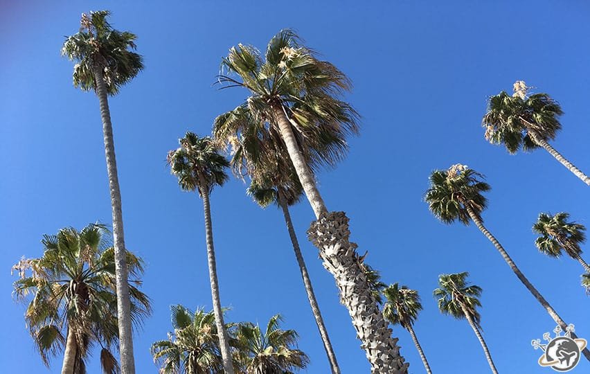Les palmiers de Santa Barbara en Californie