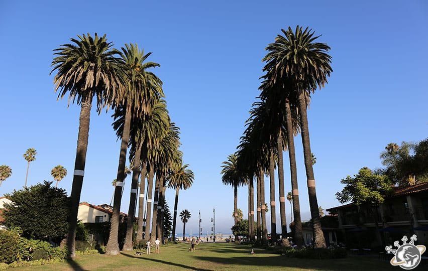une allée de palmiers à Santa Barbara en Californie