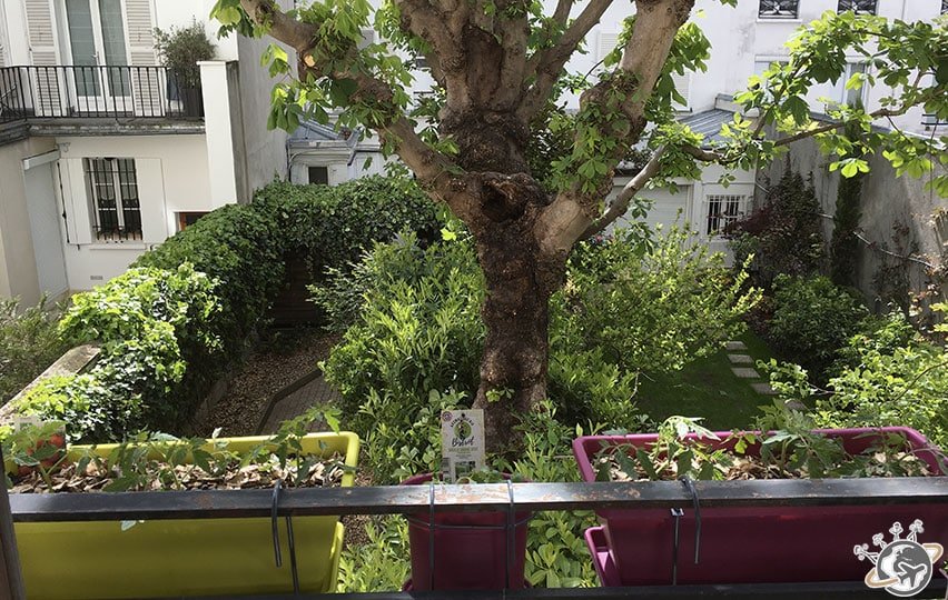 Les jardinières sont au balcon : tomates et basilic