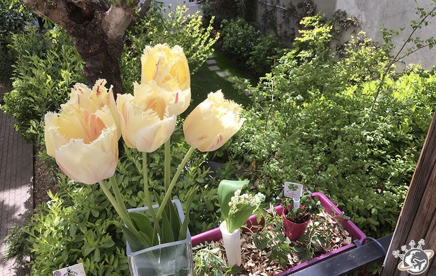 Tulipes, muguet et trèfles à 4 feuilles