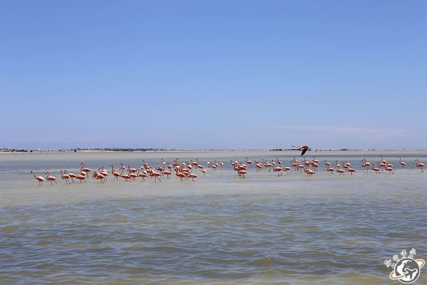 Le Parc Naturel de Rio Lagartos au Mexique